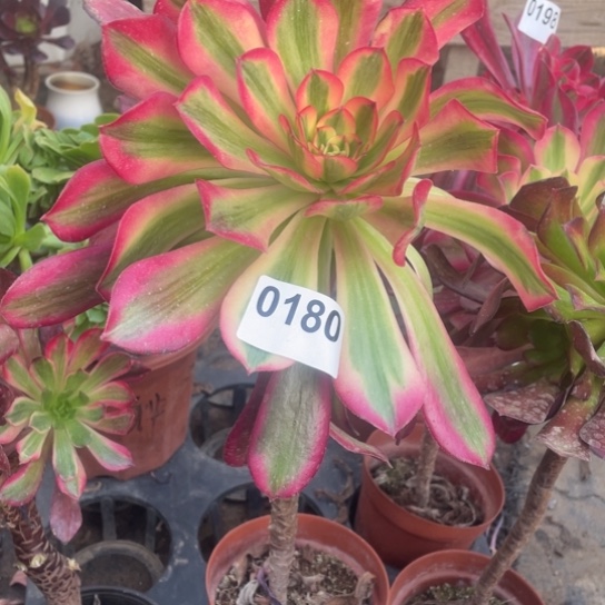 多肉植物180美杜莎