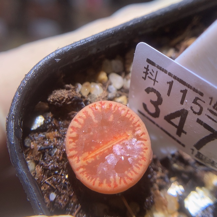 精品生石花115.347