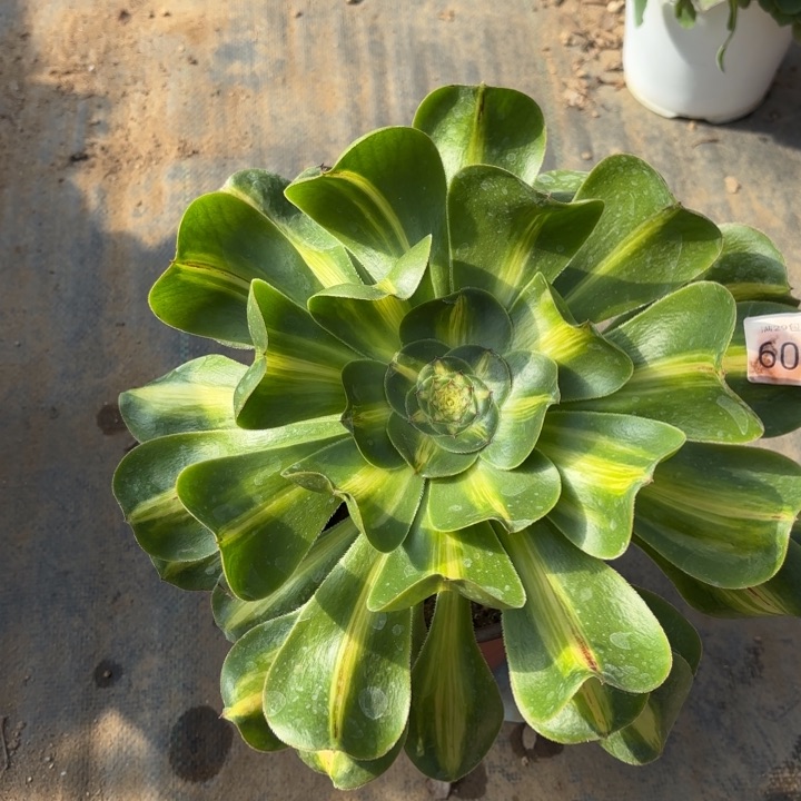 暴君多肉法师6015