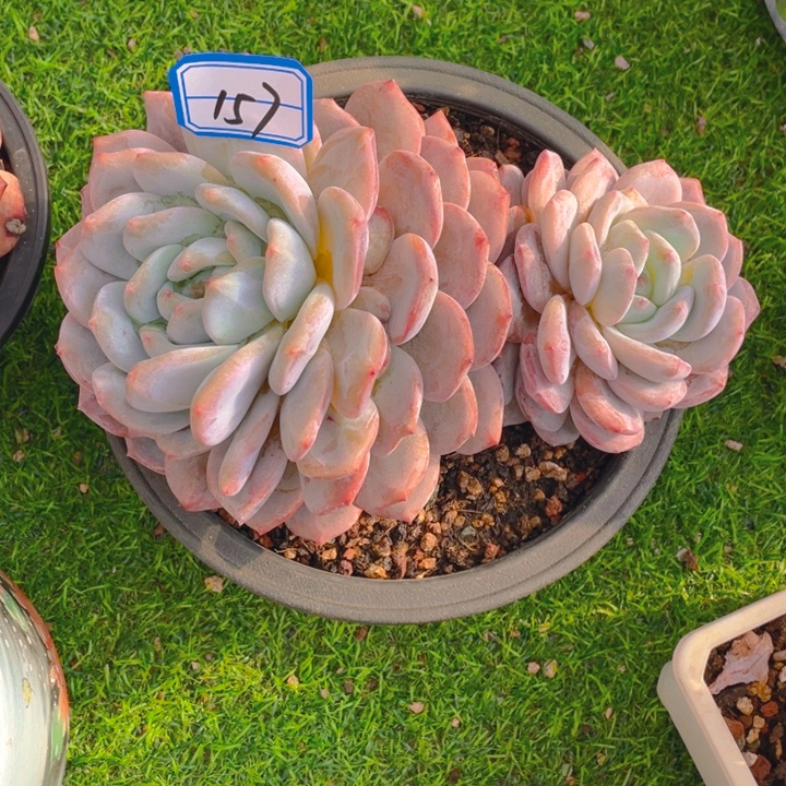 谢谢你的支持0000157