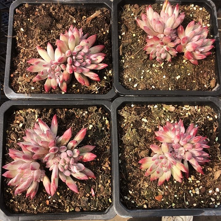 流沙体虞美人自然群多肉植物