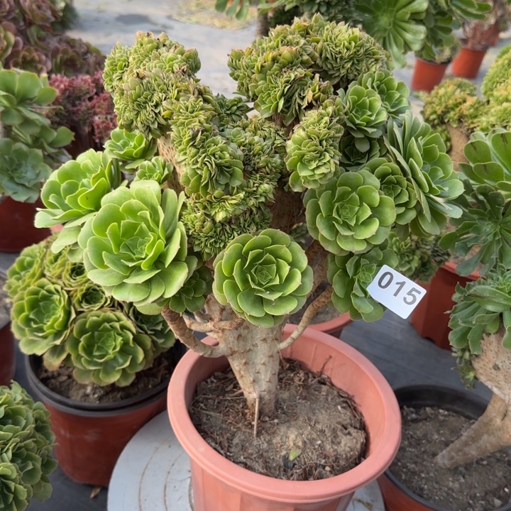 开***华多肉植物绿羊绒缀015