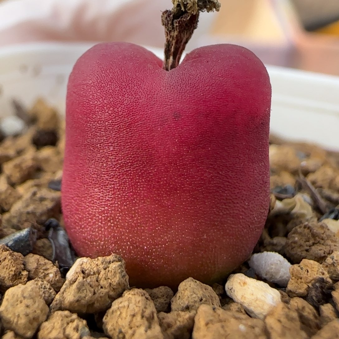 1.15，红珊瑚，9003