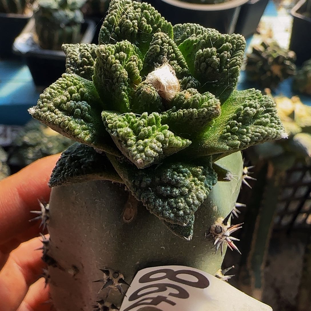 辛顿498仙人球开花