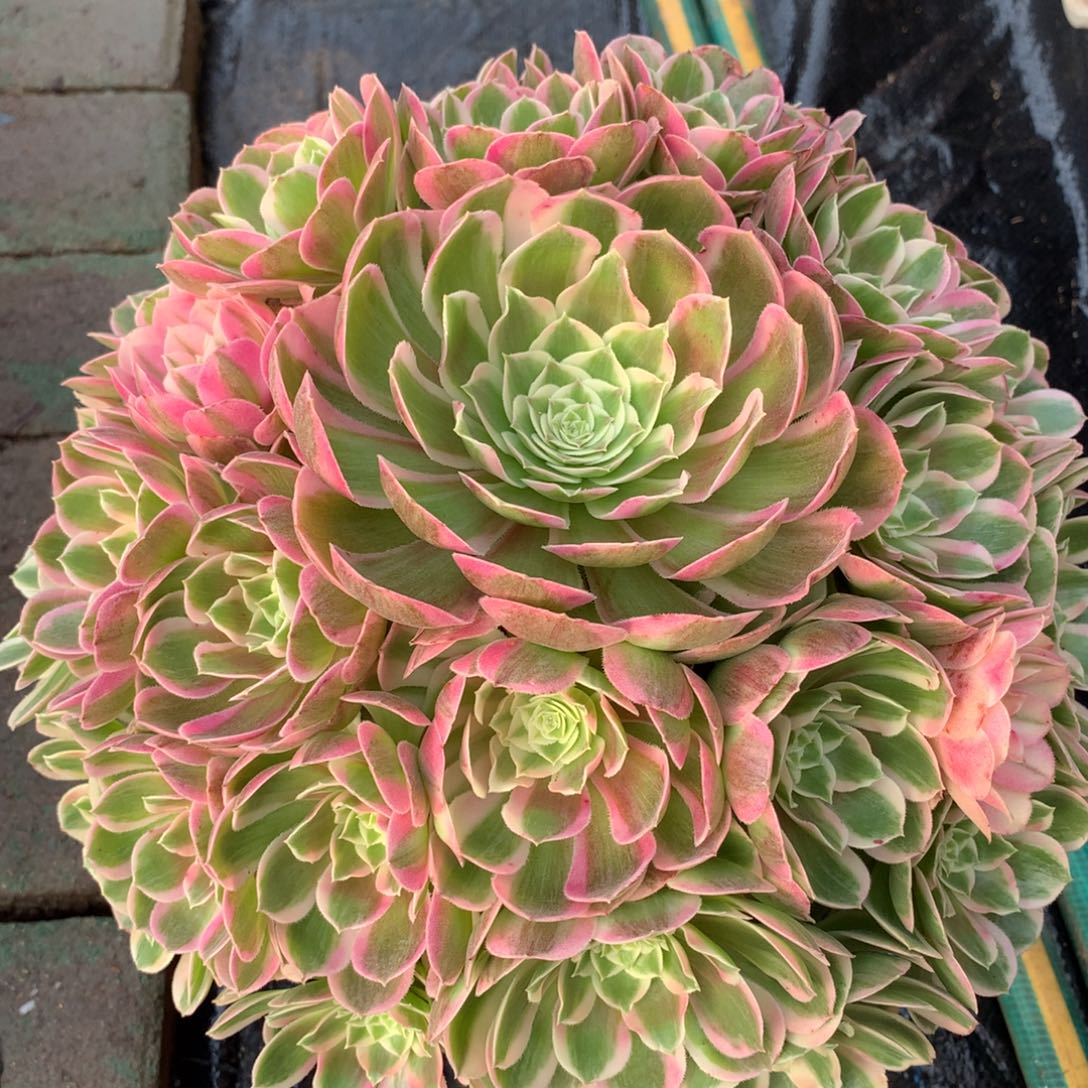 孔雀翎，多肉植物的