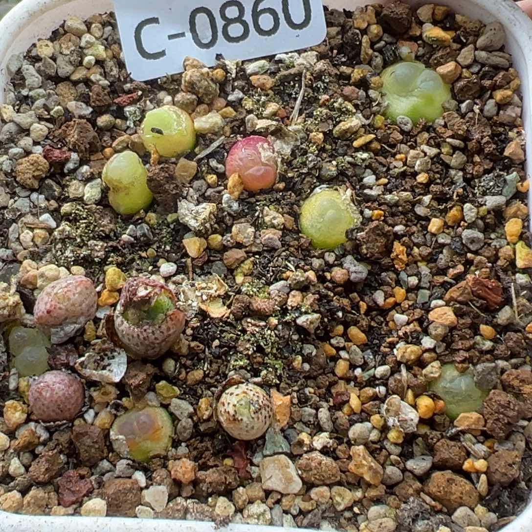 多肉植物1111111111111111