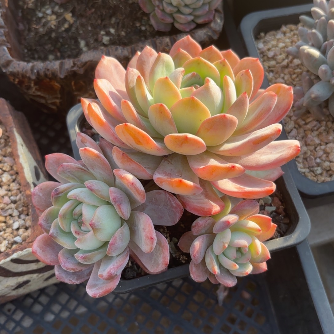 无花朵全明星无砍111