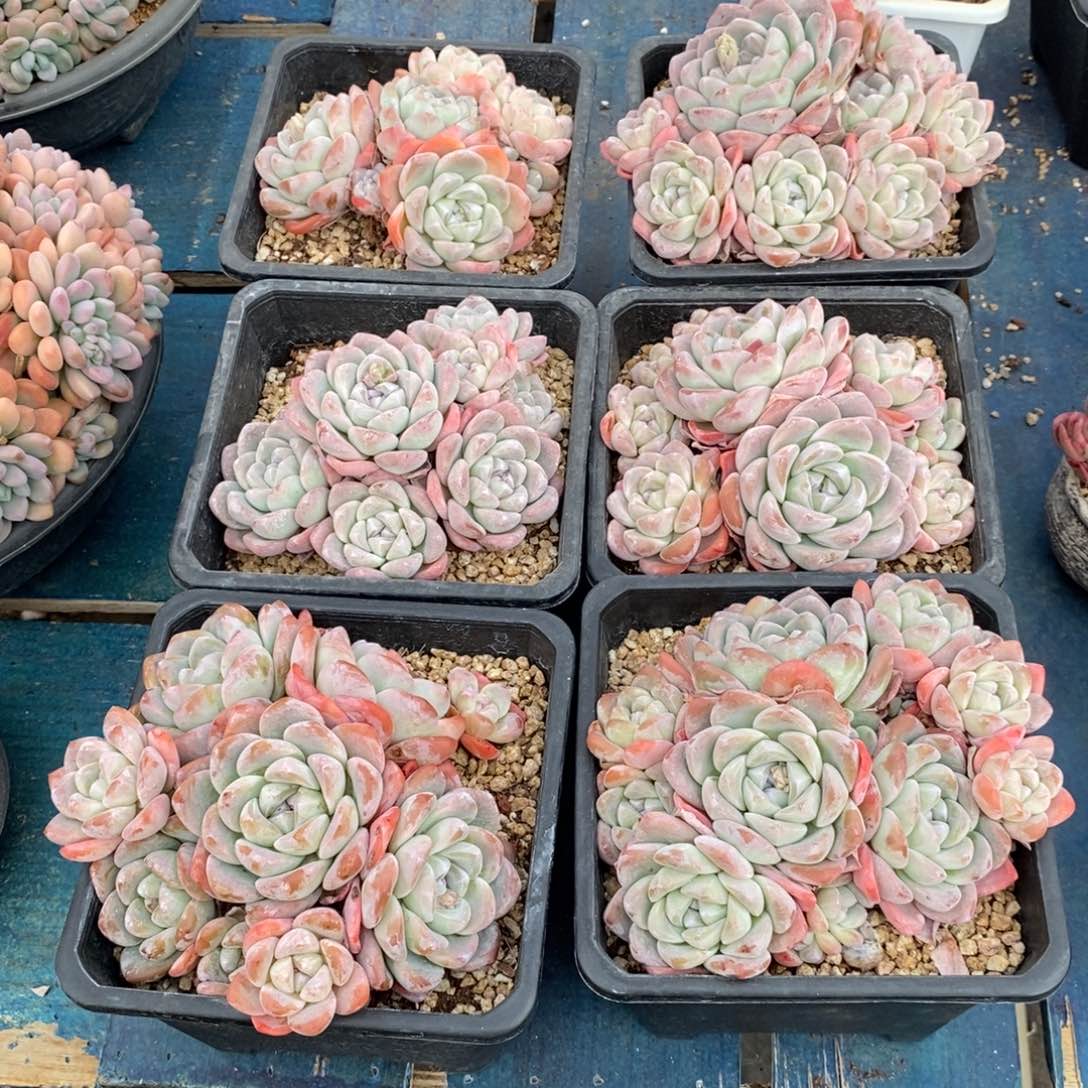 冰玉大群多头，挑货，12345646646