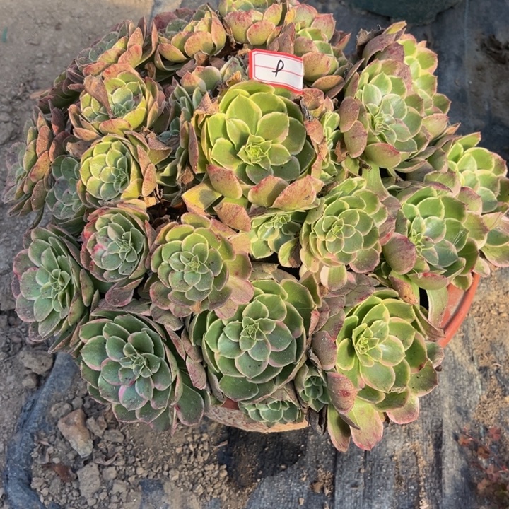 9粉花妖多少植物法师