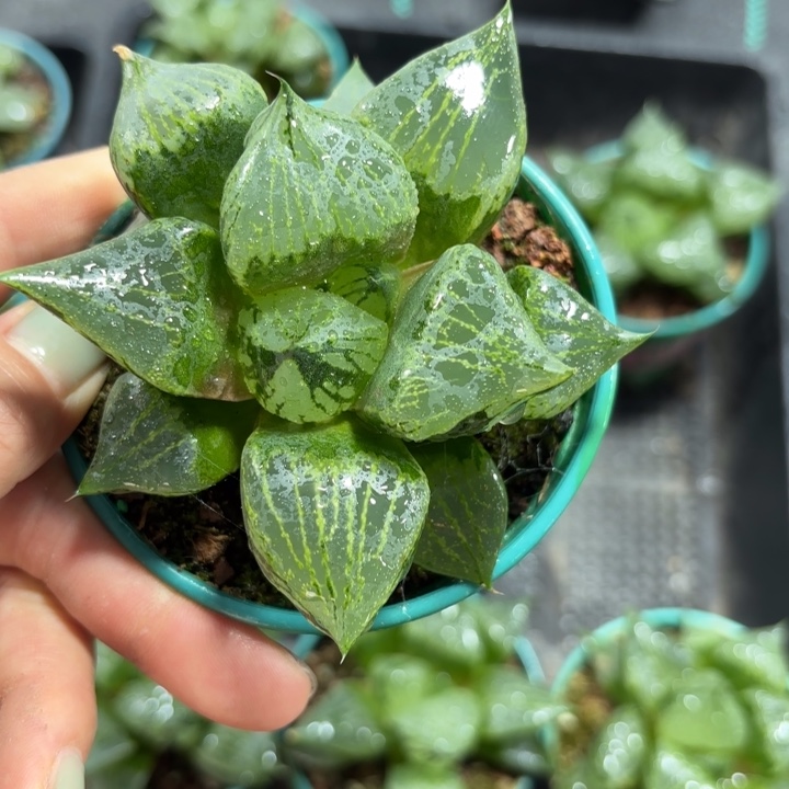加伦盘裹般若多肉植物