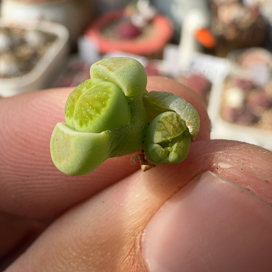 K927绿李回交版绿菊双头