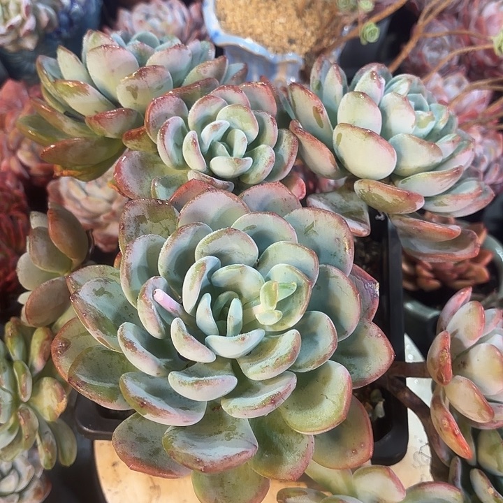 香橙多肉植物盆栽