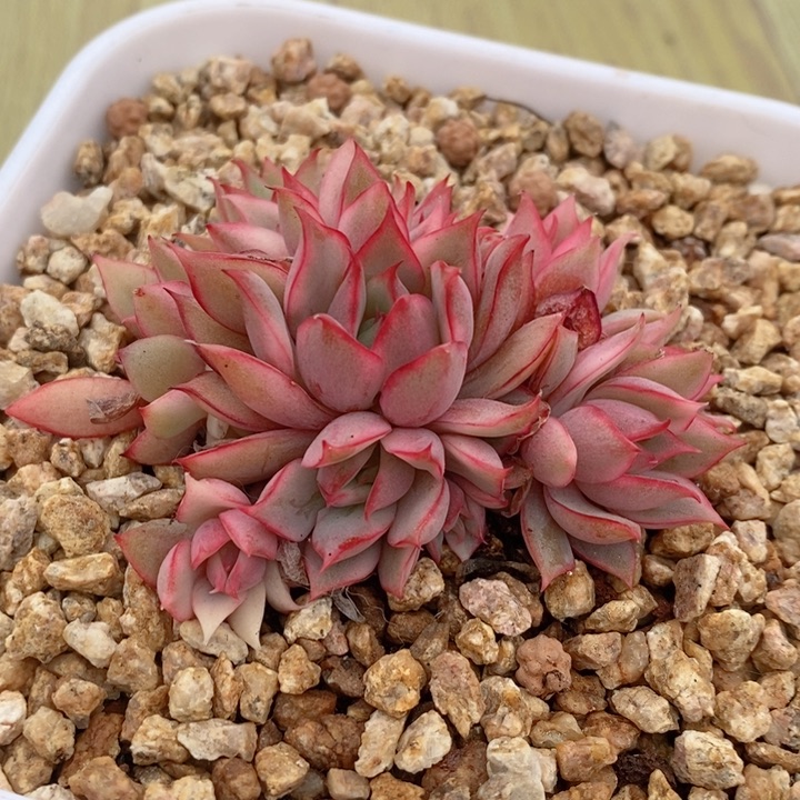 宝莲灯锦12头多肉锦