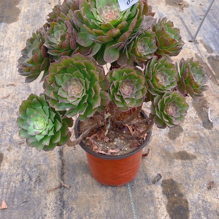 03万法师多肉断枝不售后