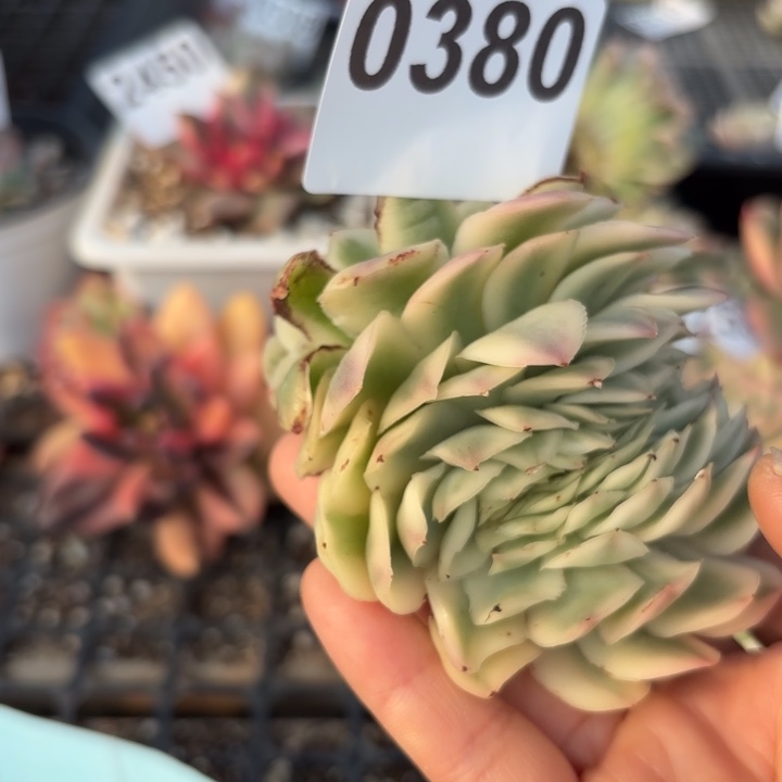 紫蝴蝶锦缀化无根