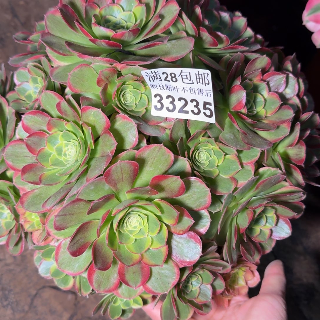 33235奶白多肉植物