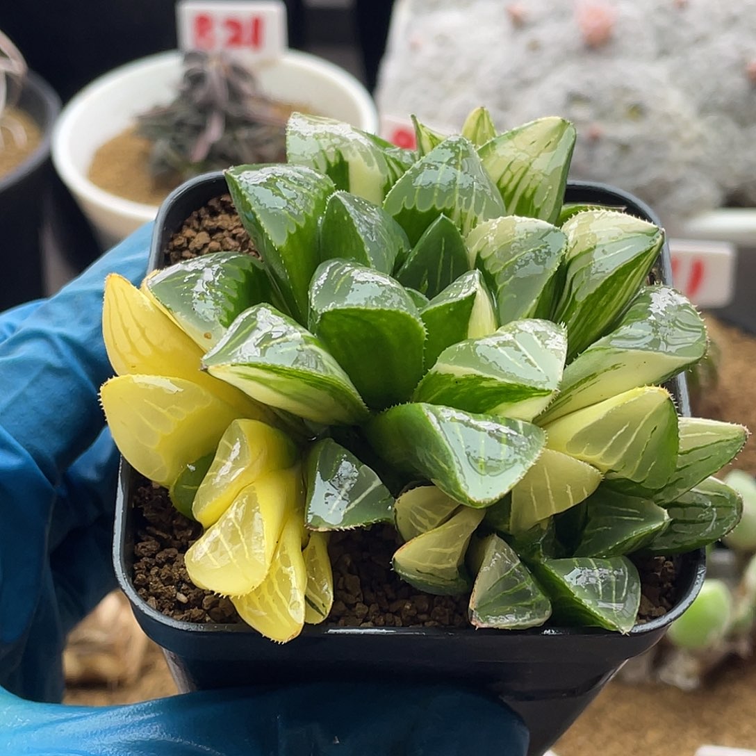 实生丸叶姬寿锦硬叶