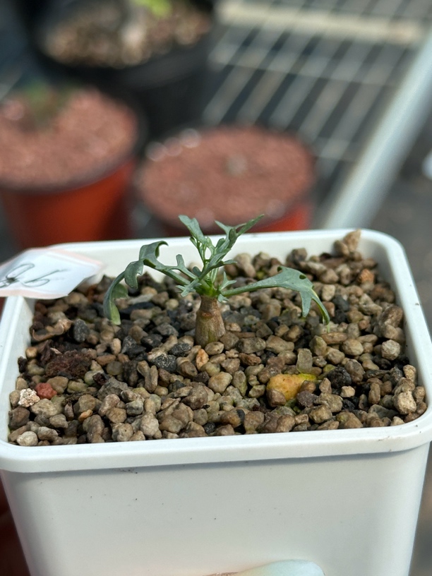 多肉植物鹿角橄榄