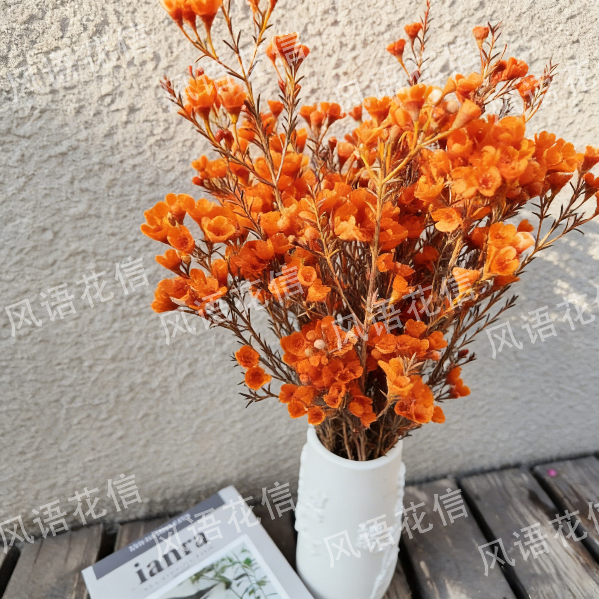 【橙色-澳洲腊梅】鲜切花澳洲腊梅花卉年宵花云南基地直发室内摆放