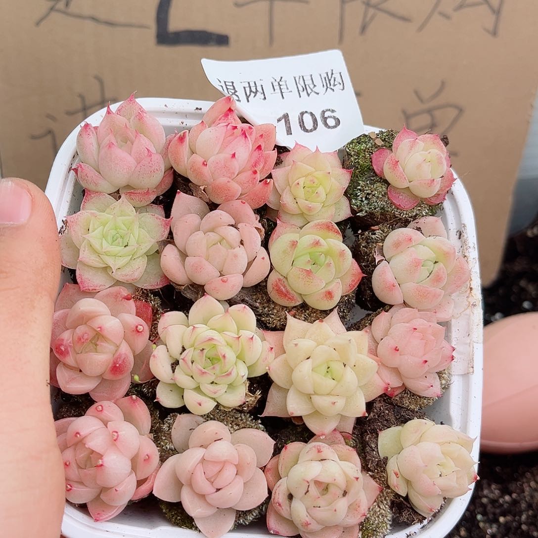 1-106 新疆西藏内蒙不发12.8包邮2-3公分多肉