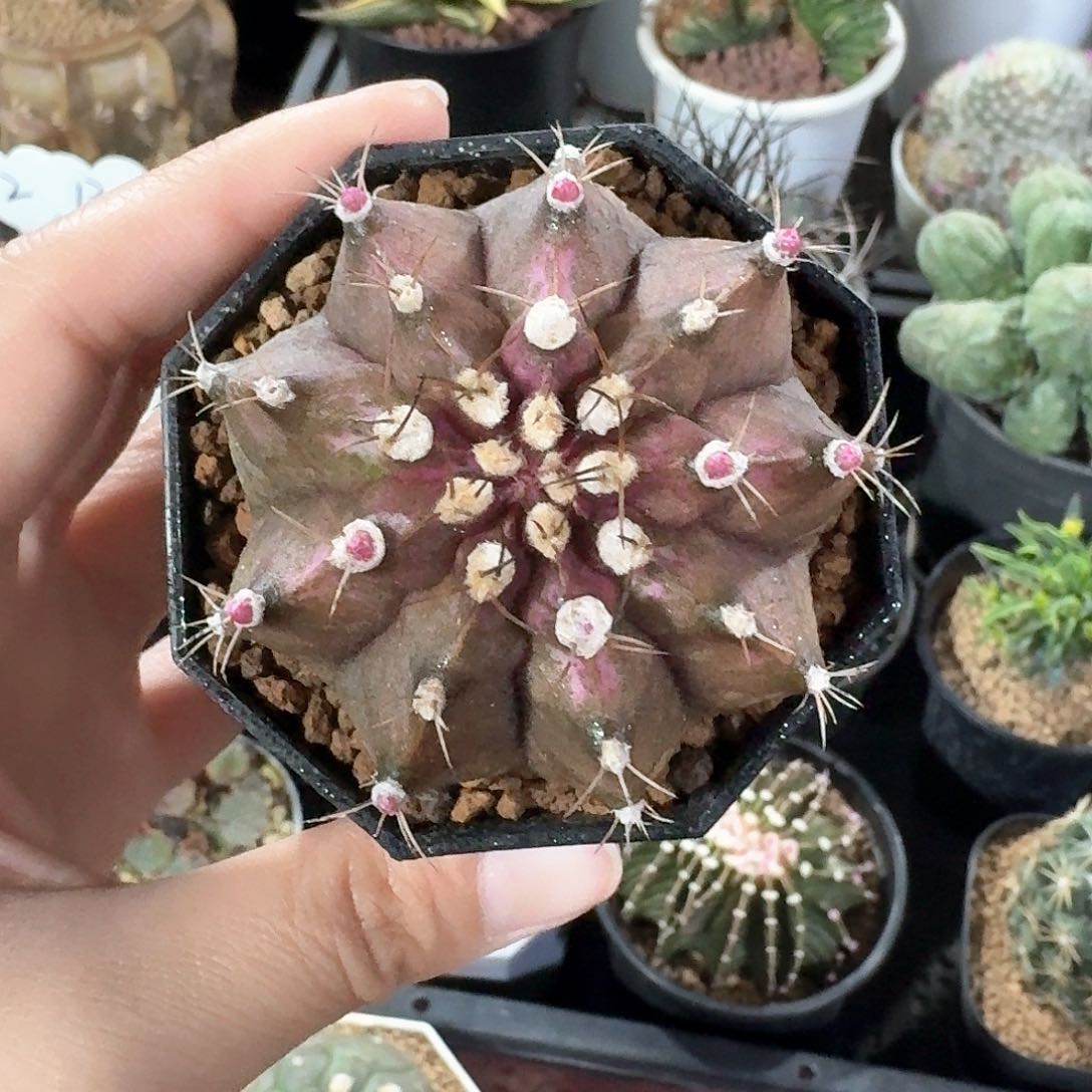 海神仙人球123456