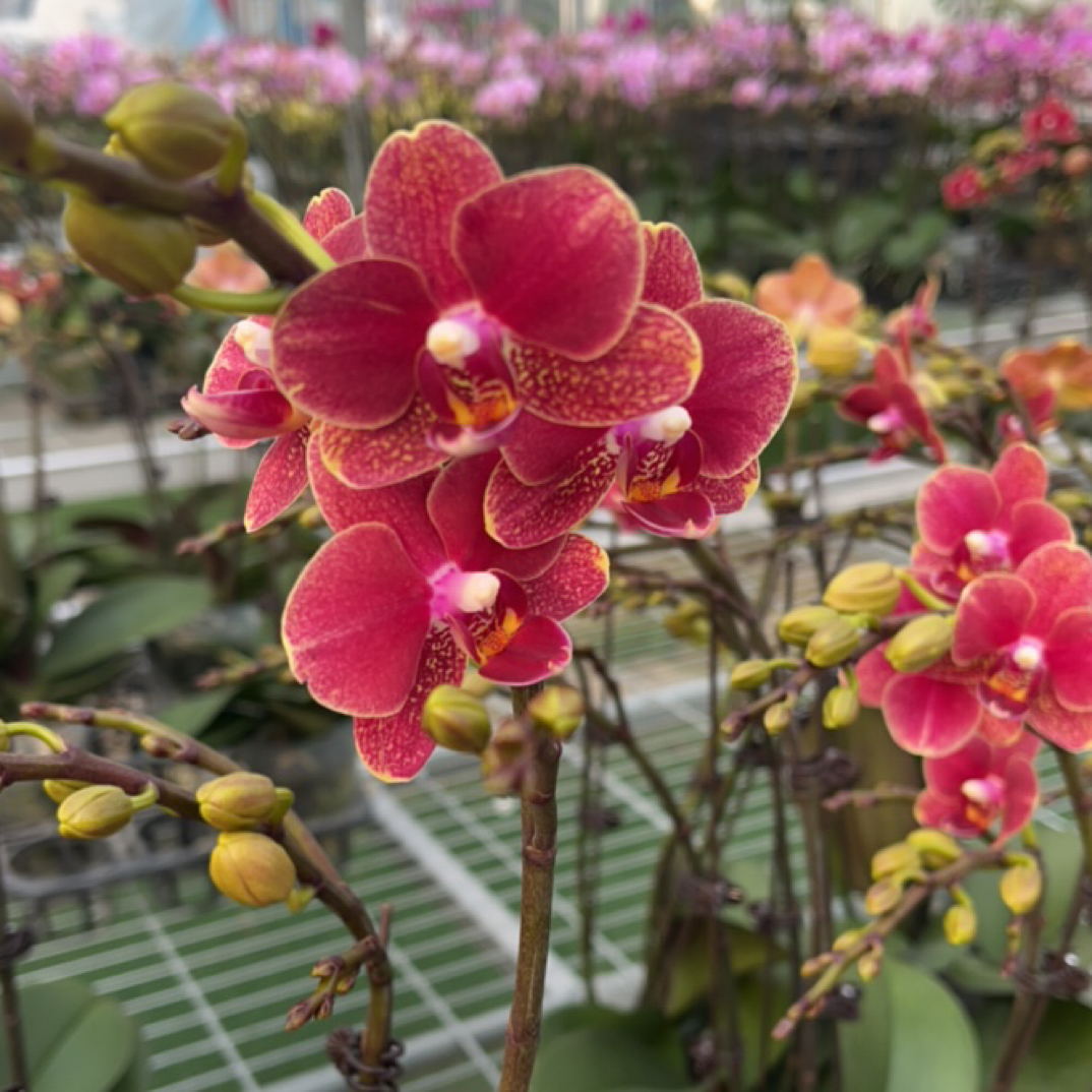 【红金蝶双剑】梦语花卉培育蝴蝶兰美观家用观赏