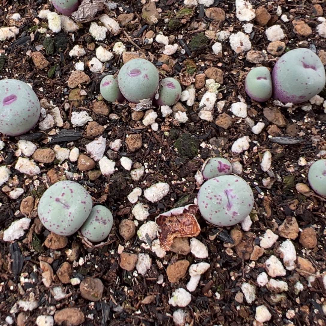 量拍SSG0089红嘴一颗