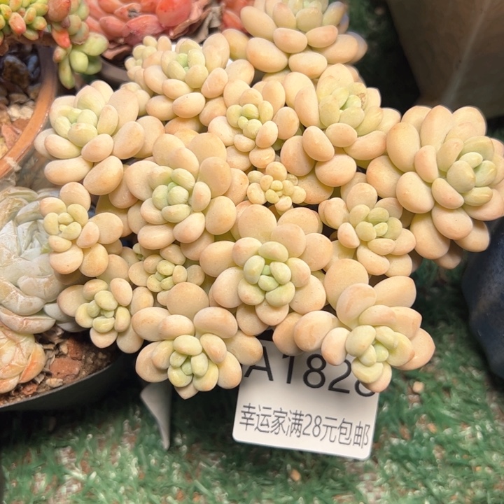 幸运的是我的朋友们