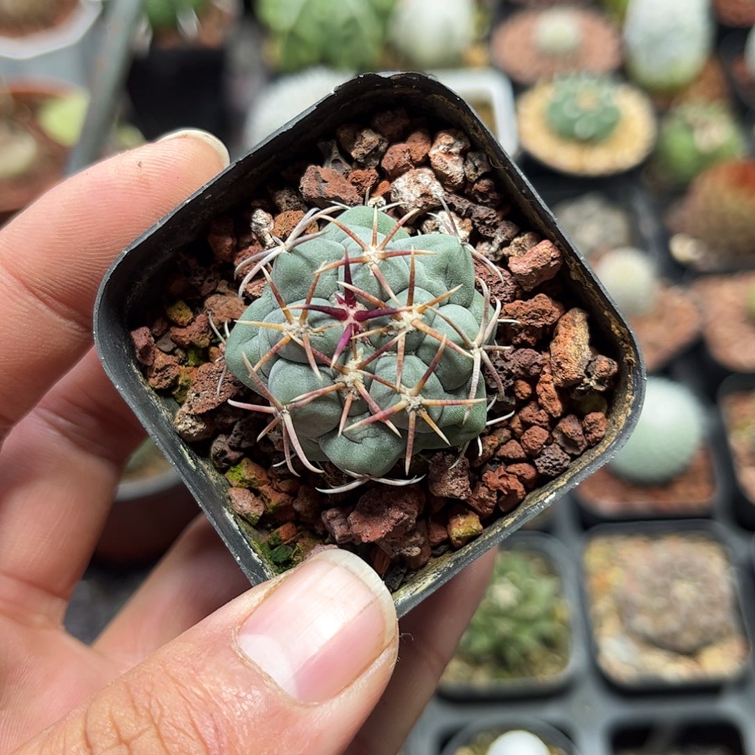 111459一物一拍单头菲冠龙实生