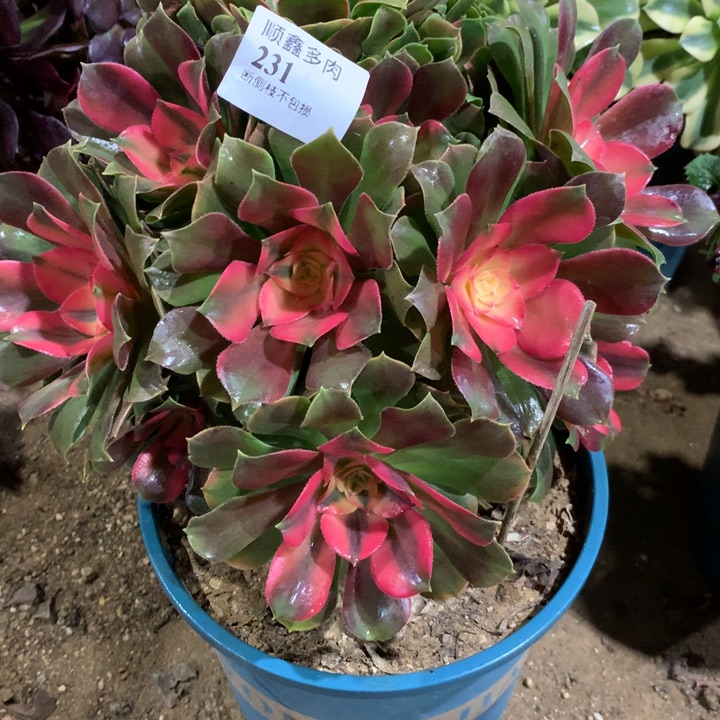 231香妃多肉植物特价