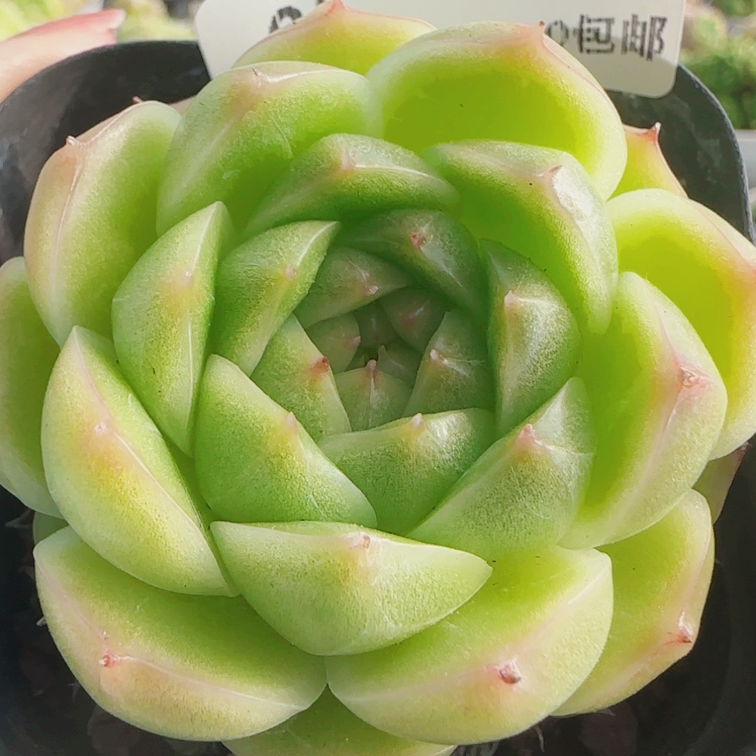 花语逸镜0803-05开播福利