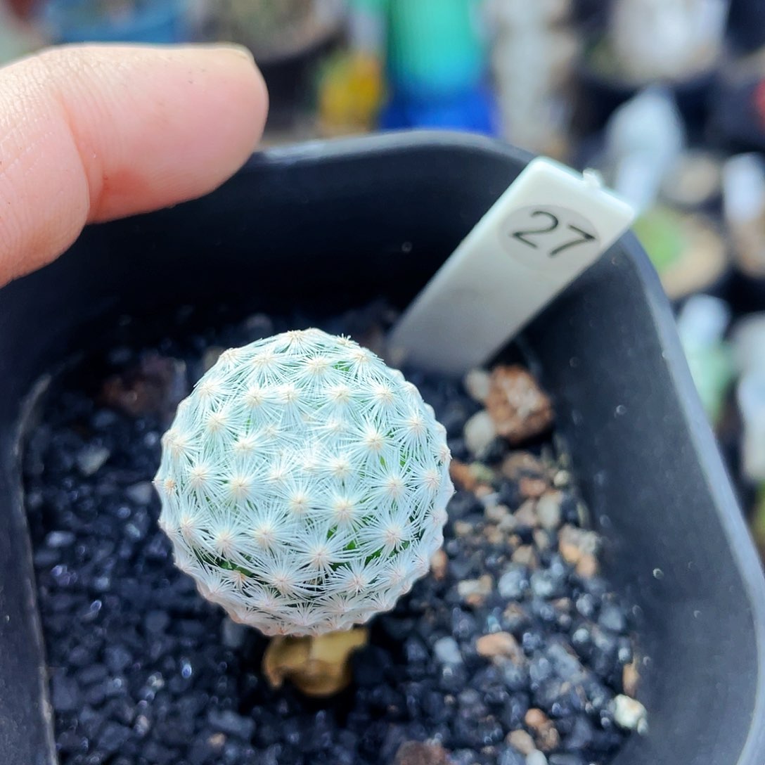 非偏远地区满25包邮仙人球