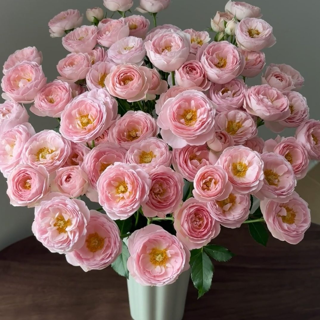 【花物语玫瑰】甜酒 任拍三单及以上包顺空鲜切花10支装%20不售后