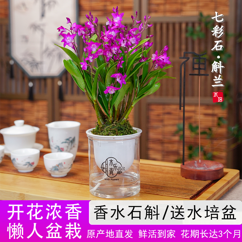 【带花剑花苞】红宝石香水石斛兰 精品澳洲石斛 浓香型 水培盆栽C