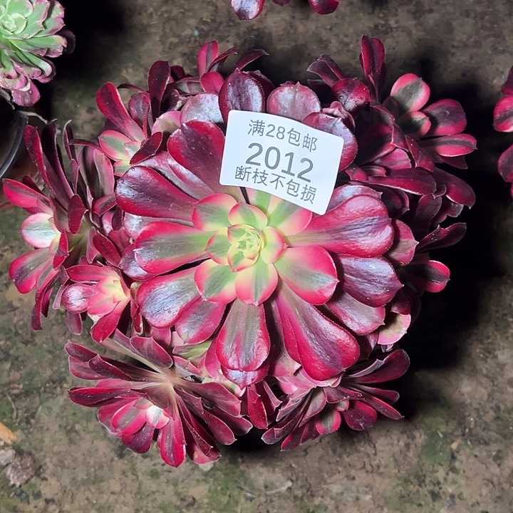 花***42012美杜莎多肉植物