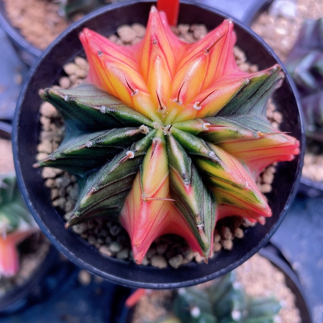 1-36肋骨锦5.5厘米