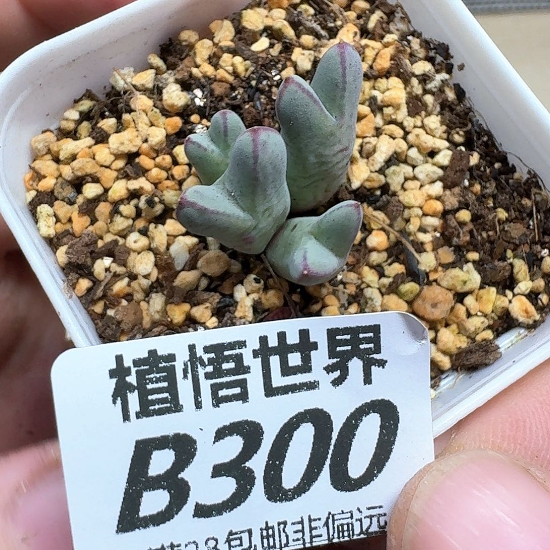 多肉植物的人生fhh