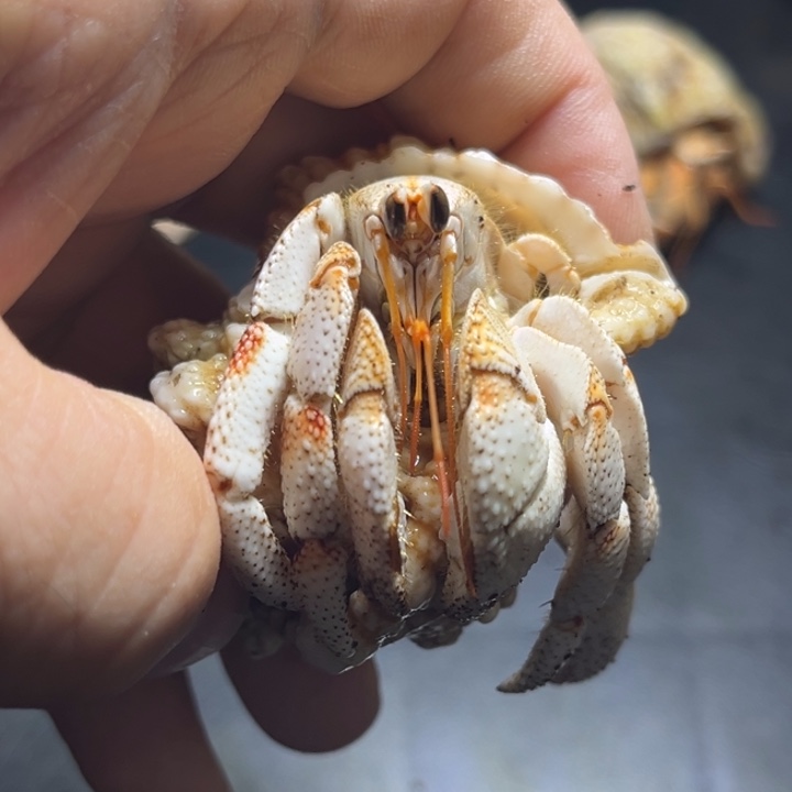 闪10号毛球2.5口径