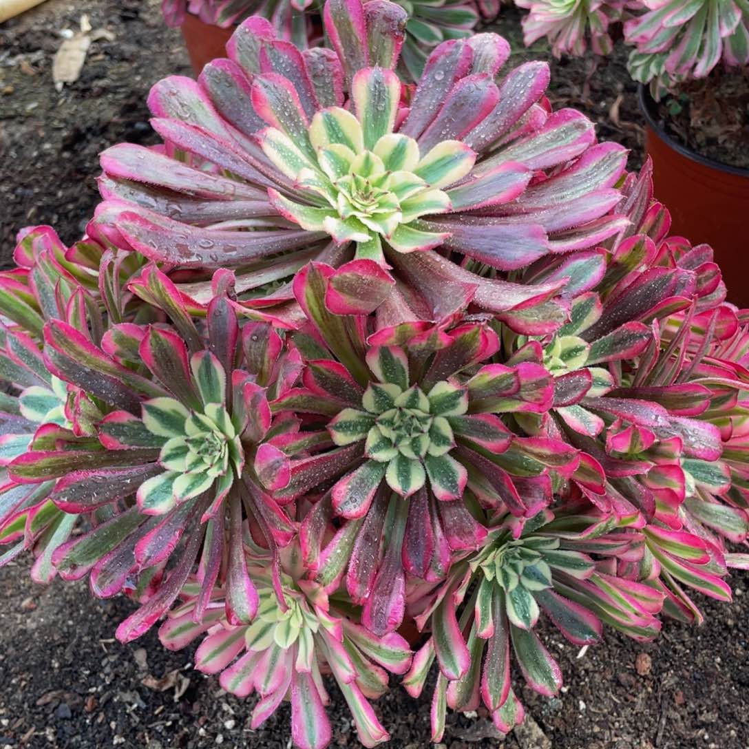 492红铜白精品法师老桩