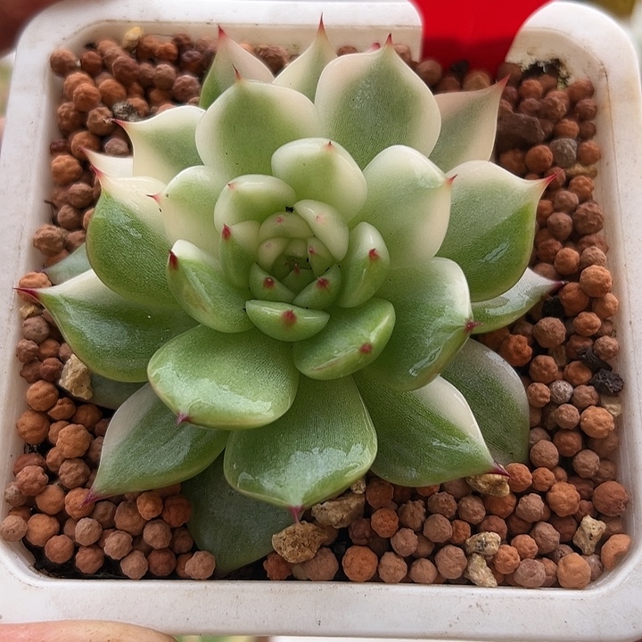 867号阴阳拉丝吉娃娃锦多肉