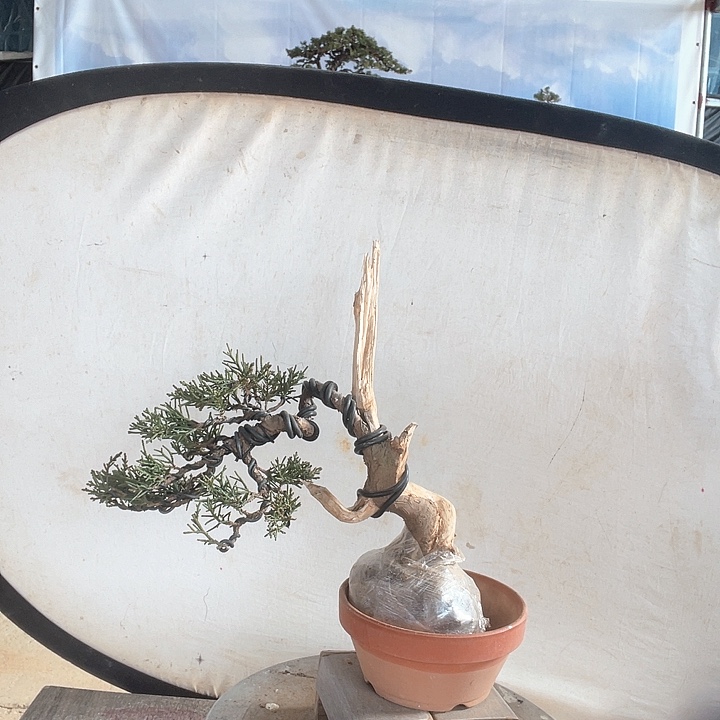 济州真柏盆景老桩