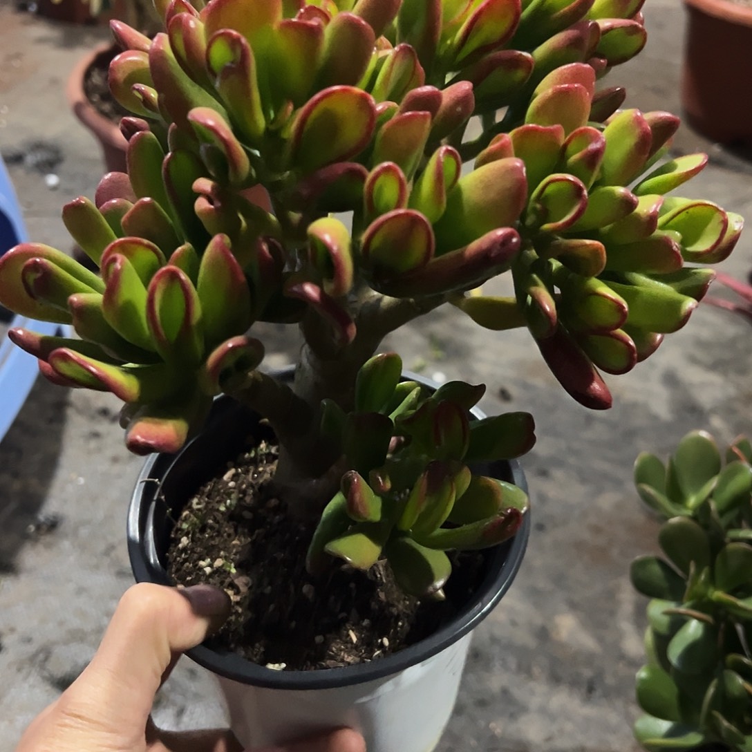 哥***良稀有大叶招财猫带盆7133