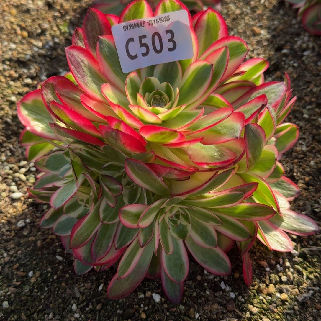 503荔枝多肉植物