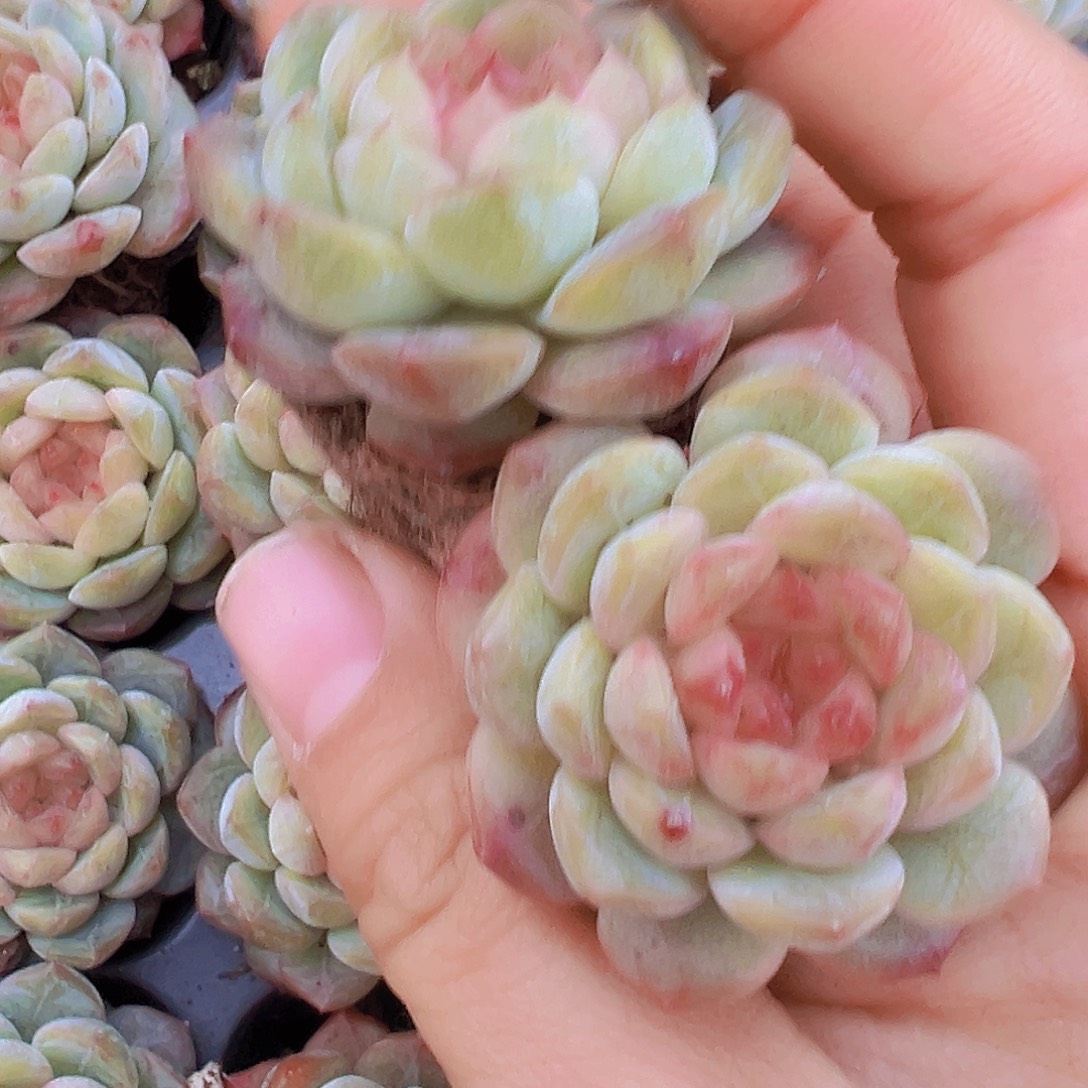 特葡珍妮苗3颗19包邮