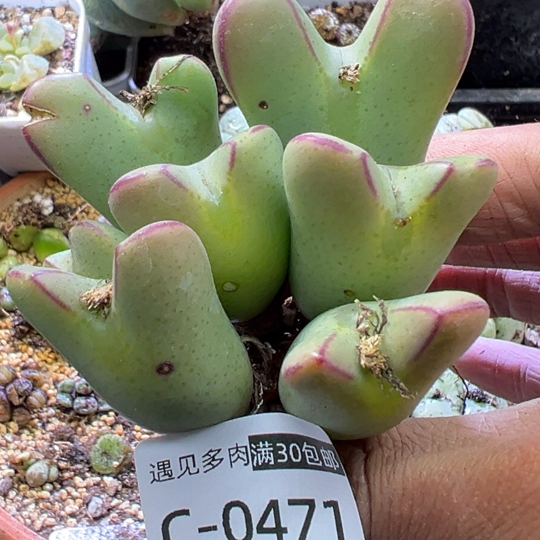 多肉植物1111111111111111