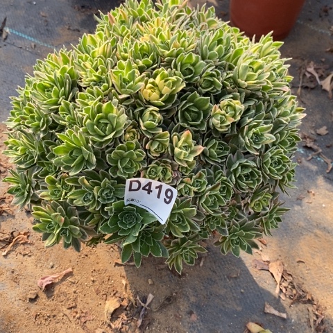 巴贝图锦多肉植物法师