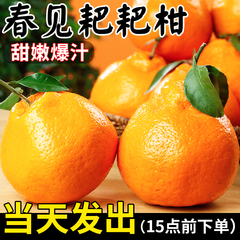 【现货速发】正宗四川春见耙耙柑新鲜水果粑粑柑橘子当季丑桔八怪商品图