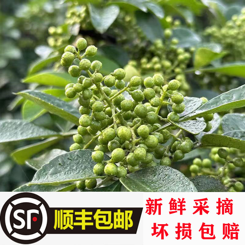 贵州高原露天自种新鲜采摘带枝叶青花椒
