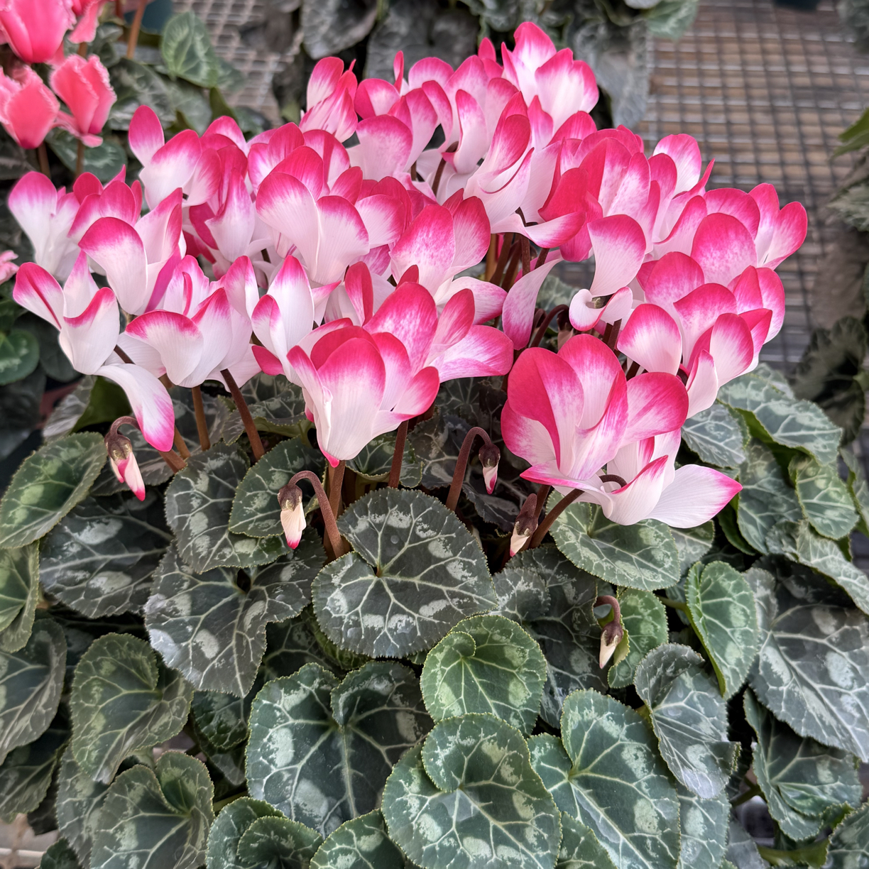 2加仑超大盆（音迪卡稀有紫色）仙客来盆栽四季开花客厅阳台花卉