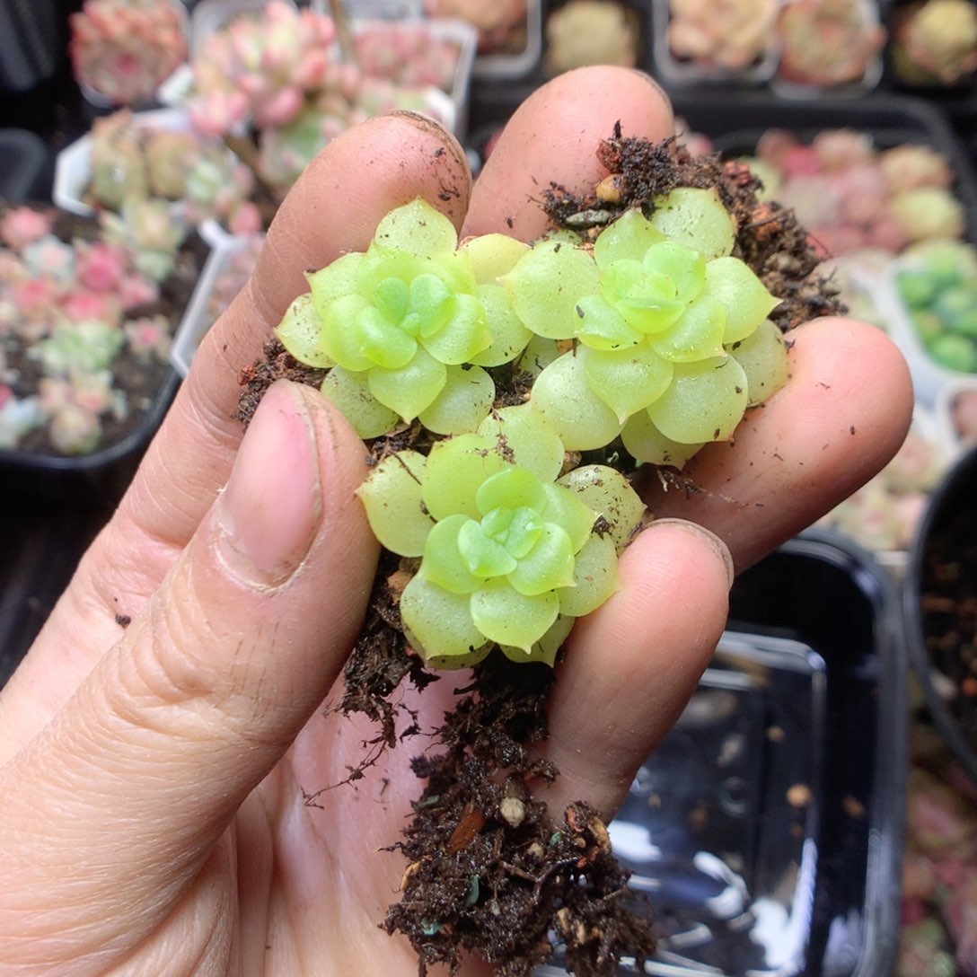 无花朵谪仙3颗透的。量拍yyy